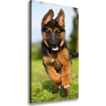 Obraz Vertikální Foto obraz na plátně Německý ovčák