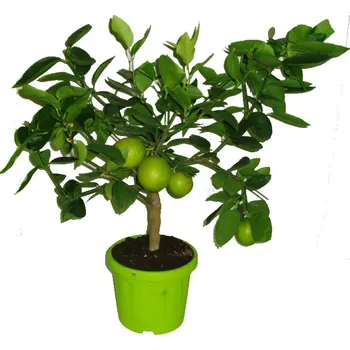 Sazenice Citrus Limeta - Limette zelená