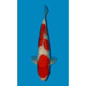 Krmivo pro rybičky Gin Rin Kohaku ... JK 20190250