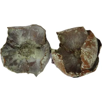 Palm cap frosted žlutá