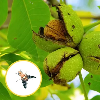 RC náhradní díl Completawit - 5 ks vrtule ořechová