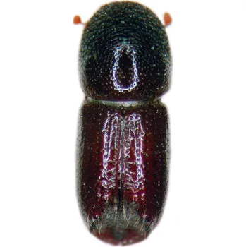 Pesticid Dupliwit - 5 ks