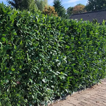 Sazenice Prunus laurocerasus 'Caucasica' C 3,0 L v. 40-60 CM