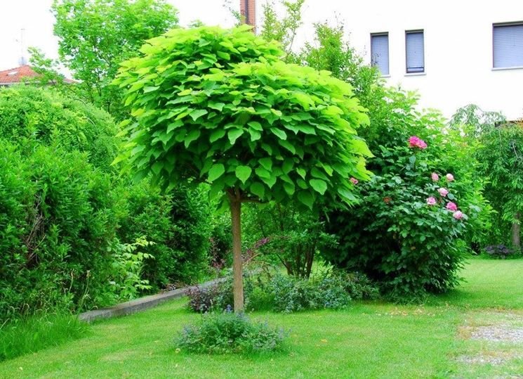 Catalpa bignonioides 'NANA' KM 150 CM, C10L