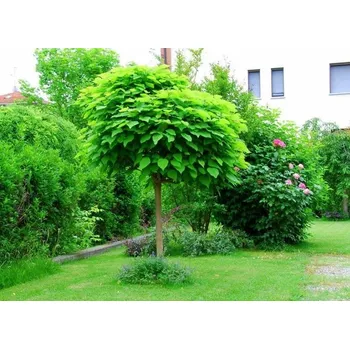 Sazenice Catalpa bignonioides 'NANA' KM 150 CM, C10L