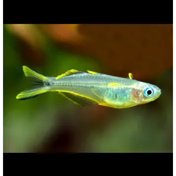 Sazenice Pseudomugil furcatus