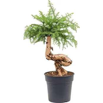 Sazenice Nieuwkoop europe Araucaria Cunninghamii 31x90cm