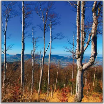 Obraz Malvis ® Obraz Cestou z Lysé hory Velikost (šířka x výška): čtverec - 30x30 cm