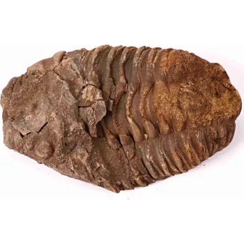 Magieprirody.cz Fosilie Trilobit Calymene Flexicalymene 90 mm #154