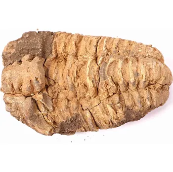 Magieprirody.cz Fosilie Trilobit Calymene Flexicalymene 90 mm #135