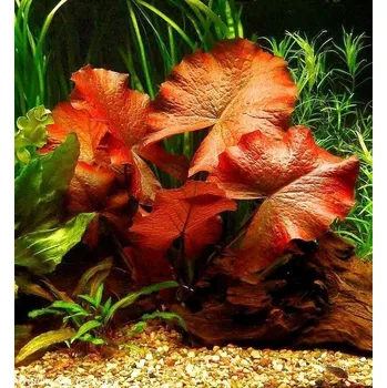 Akvaristika Tiger Lotus Red (Košíček Ø 5,5 cm)