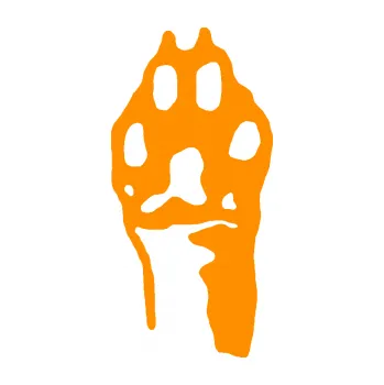 samolepka Packa 001 levá (06 - oranžová) SAMOLEPKA NA AUTO, NÁLEPKA, FÓLIE, POLEP, TUNING, VLASTNÍ TEXT, TISK, AUTOSAMOLEPKY.cz, POLEPY, OBRÁZEK, LOGO, 3D STICKERS