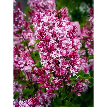 Sazenice Syringa 'Tinkerbelle'® C10L-KM90