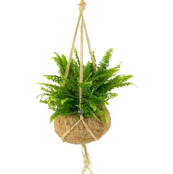 Kokodama Nephrolepis exaltata (L) Ledviník ztepilý dekorace