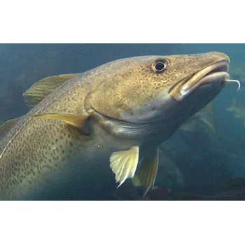 Rostlinný olej RAK-Brno Olej z tresčích jater Litráž: 500 ml