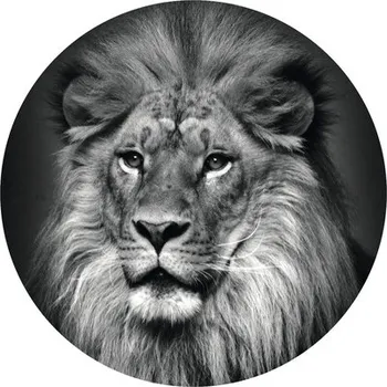 Fototapeta Fototapeta vliesová Lev č/š 190 cm