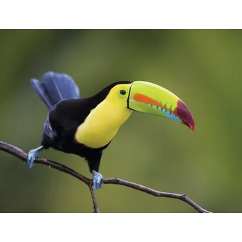 Fototapeta Fototapeta vliesová Tukan 340x254 cm