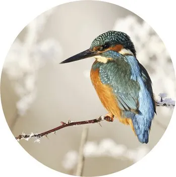 Fototapeta Fototapeta vliesová Ledňáček říční 142,5 cm