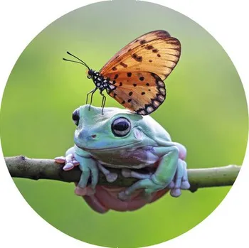 Fototapeta Fototapeta vliesová Žába 190 cm