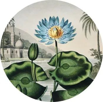 Fototapeta Fototapeta vliesová Leknín 142,5 cm