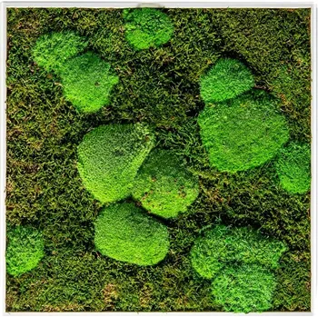 Obraz Gardners Mechový obraz 50x50 cm kombinovaný mech kopečkový s plochým, bílá