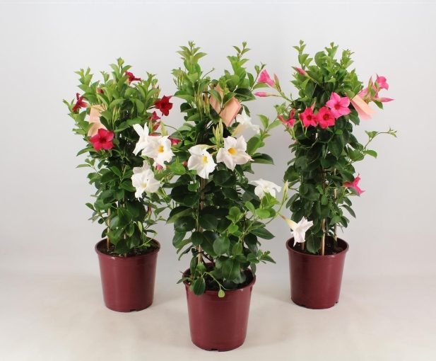 MANDEVILLA MIX, C3L SUNDAVILLE