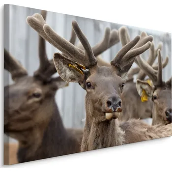 Obraz MyBestHome BOX Plátno Stádo Sobů Varianta: 30x20