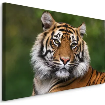 MyBestHome BOX Plátno Portrét Bengálského Tygra Varianta: 40x30