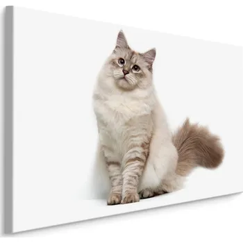 Dekorativní polštářek MyBestHome BOX Plátno Sibiřská Kočka Varianta: 30x20