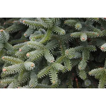 Sazenice Abies pinsapo 'Kelleris' Kontejner 7,5 l, v. 30-40 cm