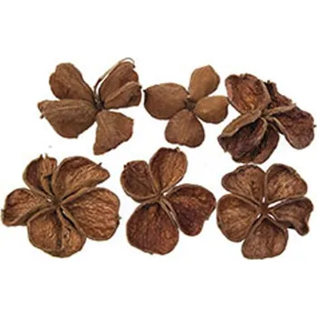 Zahradní dekorace Zemní Lotus Přírodní 100ks (1560020000)