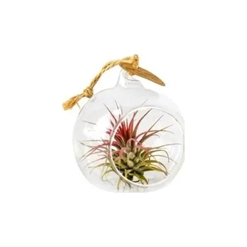Gardners Aerárium s Tillandsií Ionantha red Tillandsie, kykatka
