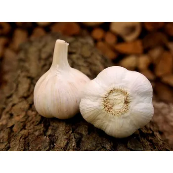 Sazenice Český sadbový česnek Havel 16 ks