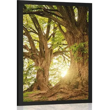 Plakát Dovido Plakát majestátní stromy
