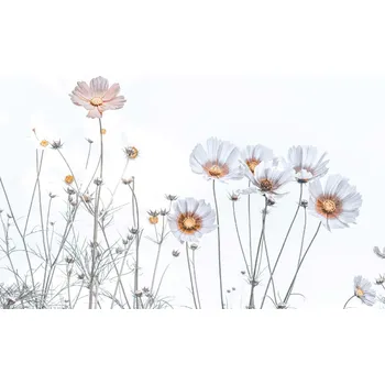 Fototapeta DIMEX | Vliesová fototapeta Jemné květy MS-5-1392 | 375 x 250 cm| bílá, krémová + Vliesová fototapeta na stěnu DIMEX Jemné květy MS51392 v rozměru 375 x 250 cm + lepidlo zdarma