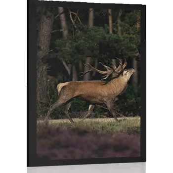 Plakát Dovido Plakát majestátní jelen