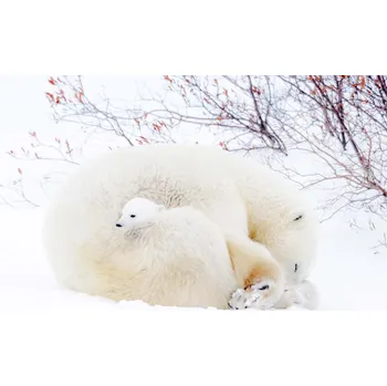 Fototapeta DIMEX | Vliesová fototapeta Lední medvědi MS-5-0431 | 375 x 250 cm| bílá, béžová, oranžová + Vliesová fototapeta na stěnu DIMEX Lední medvědi MS50431 v rozměru 375 x 250 cm + lepidlo zdarma