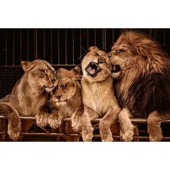 Fototapeta DIMEX | Vliesová fototapeta Lví smečka MS-5-0584 | 375 x 250 cm| béžová, černá, hnědá + Vliesová fototapeta na stěnu DIMEX Lví smečka MS50584 v rozměru 375 x 250 cm + lepidlo zdarma