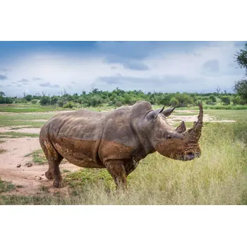 Fototapeta DIMEX | Vliesová fototapeta Procházející se nosorožec MS-5-0455 | 375 x 250 cm| zelená, modrá, hnědá + Vliesová fototapeta na stěnu DIMEX Procházející se nosorožec MS50455 v rozměru 375 x 250 cm + lepidlo zdarma
