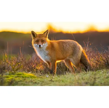 Fototapeta DIMEX | Vliesová fototapeta Liška na lovu MS-5-0613 | 375 x 250 cm| zelená, oranžová + Vliesová fototapeta na stěnu DIMEX Liška na lovu MS50613 v rozměru 375 x 250 cm + lepidlo zdarma