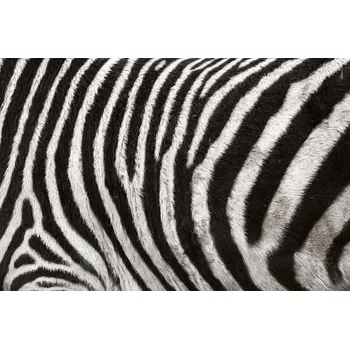 Fototapeta DIMEX | Vliesová fototapeta Textura zebry MS-5-2586 | 375 x 250 cm | bílá, černá + Vliesová fototapeta na stěnu DIMEX Textura zebry MS52586 v rozměru 375 x 250 cm + lepidlo zdarma