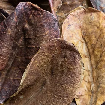 Dekorace do akvária Listy mandlovníku 10 g