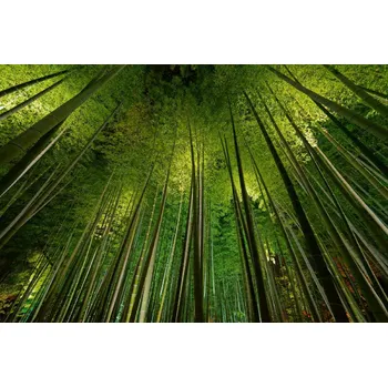 Fototapeta DIMEX | Vliesová fototapeta Bambus MS-5-1865 | 375 x 250 cm| zelená, černá, hnědá + Vliesová fototapeta na stěnu DIMEX Bambus MS51865 v rozměru 375 x 250 cm + lepidlo zdarma