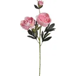 Canea Pivoňka velká 72 cm