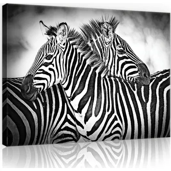 Obraz Postershop Obraz na plátne: Zebra (1) - 75x100 cm