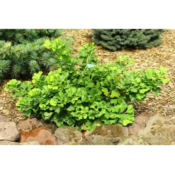 Sazenice Ginkgo biloba 'Mariken' Kontejner, v. kmínku 120 cm (2-letá korunka)