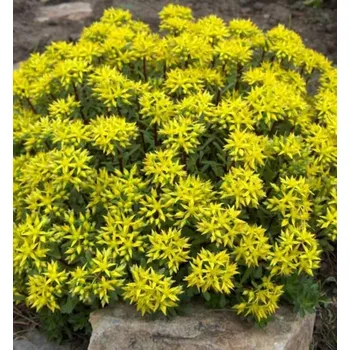 Sazenice Rozchodník květonosný ´WEIHENSTEPHANER GOLD´ kont. 0,5 l