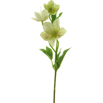 umělá květina Umělá květina, Čemeřice - Helleborus zelená v34 cm (N937891)