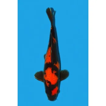 Krmivo pro rybičky HQ HI Utsuri ... JK 23TIS17