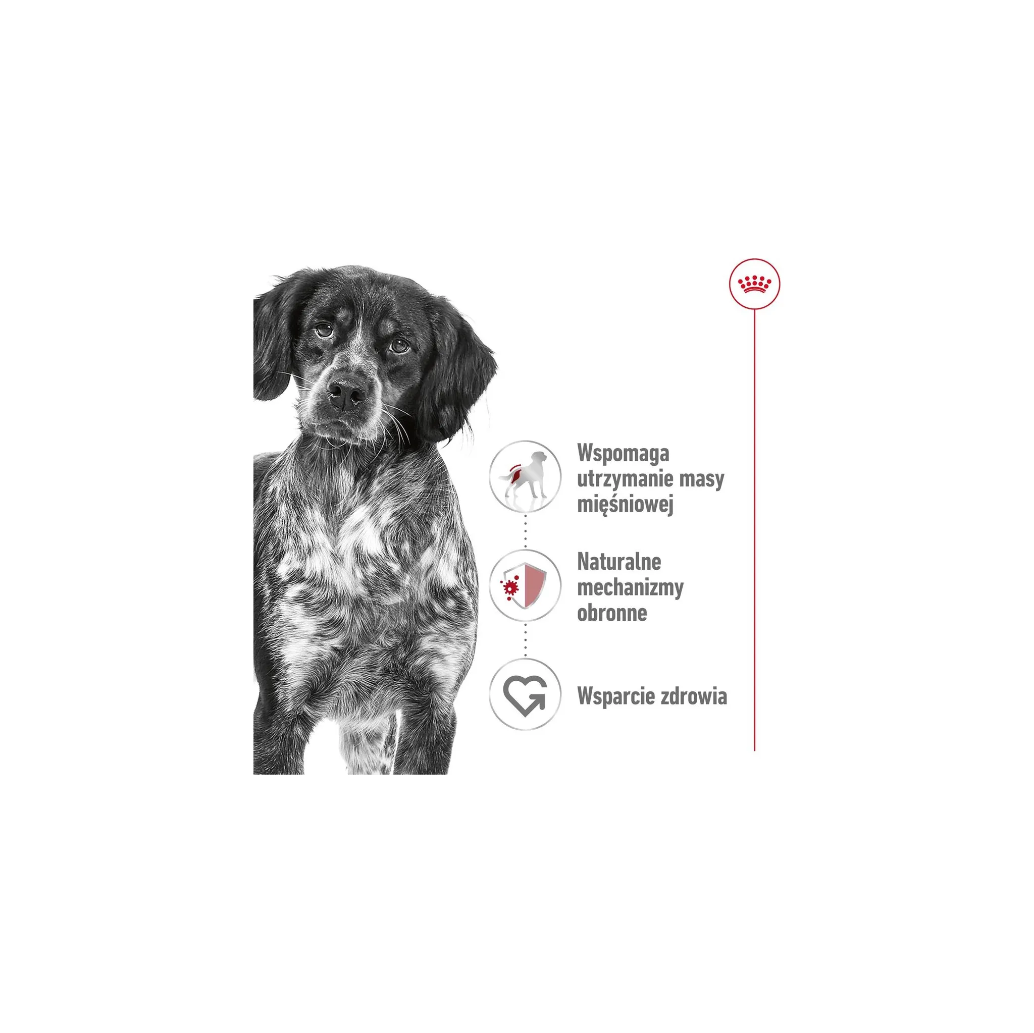 Fotografie 7 - Krmivo pro psa Royal Canin Adult Medium Poultry 15 kg